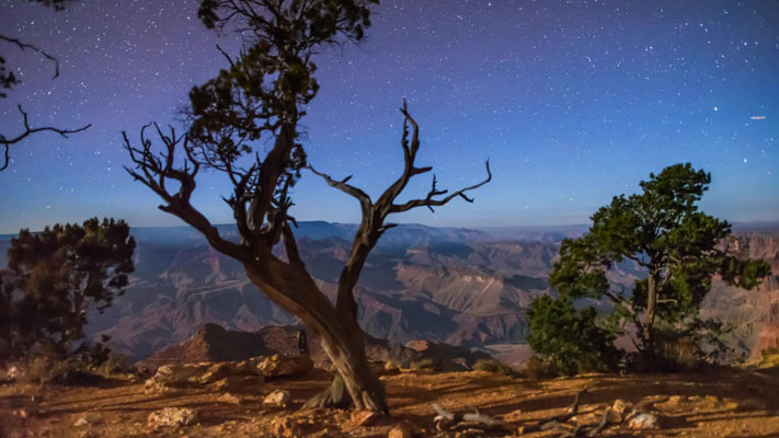 Arizona - Grand Canyon NP - Tree