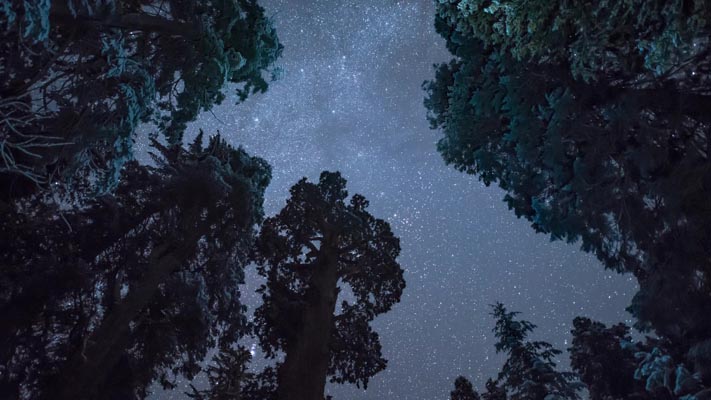 California - Kings Canyon NP - Grant Grove - General Grant Tree Under Stars