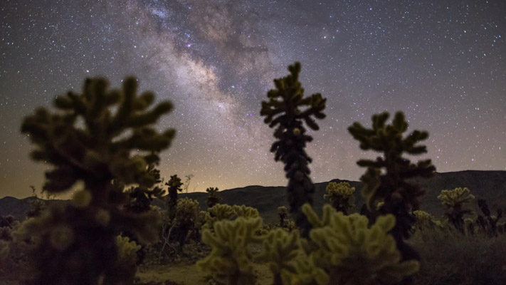 California - Joshua Tree NP - Cholla Garden and the Milky Way